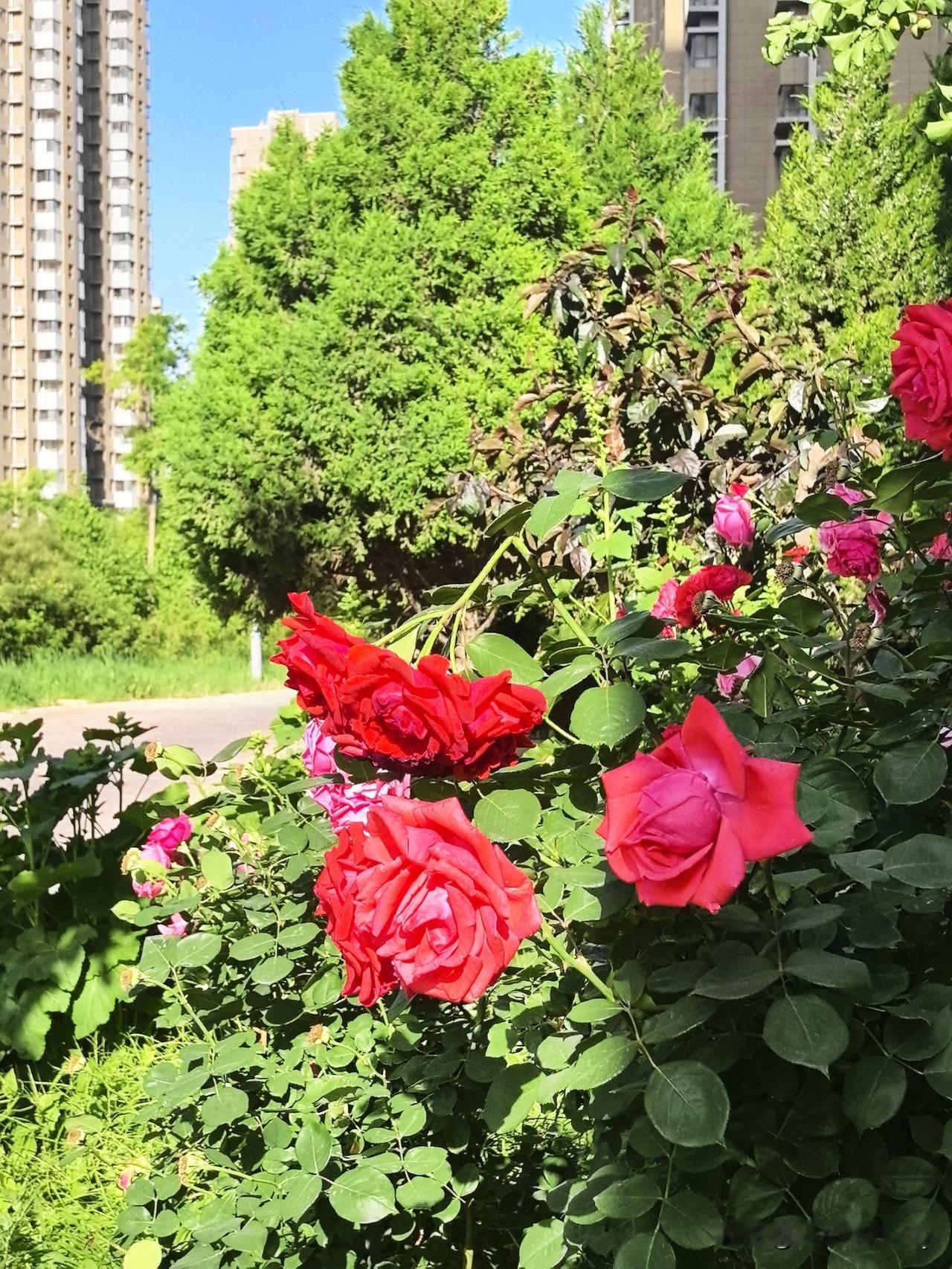 晒图笔记大赛晴日里，艳红月季热烈盛放，层层花瓣饱满浓艳。翠绿枝叶映衬繁花，背景草