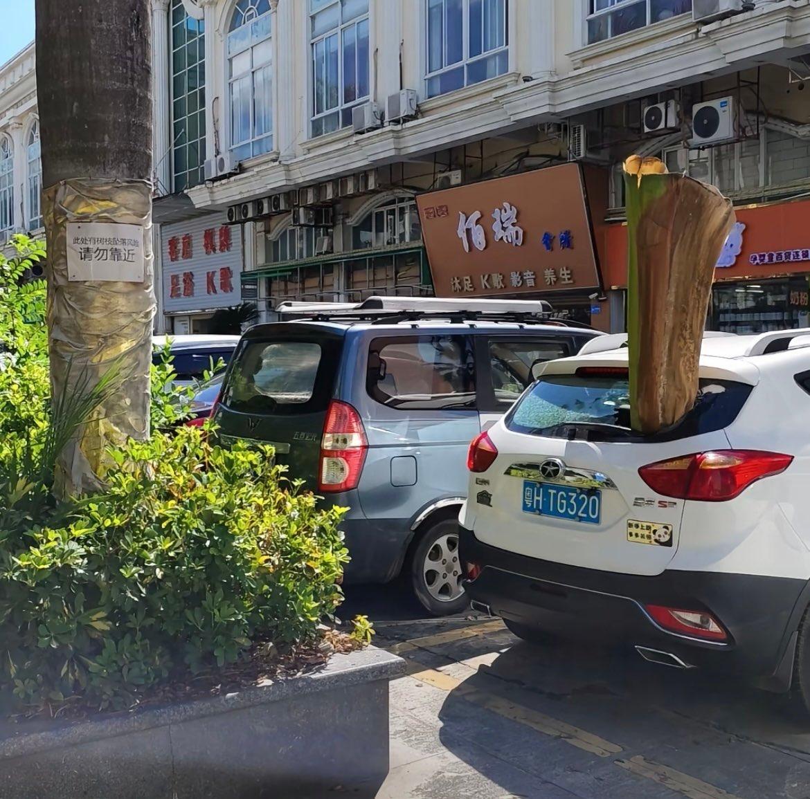 因为广东的落叶
不是一般的落叶