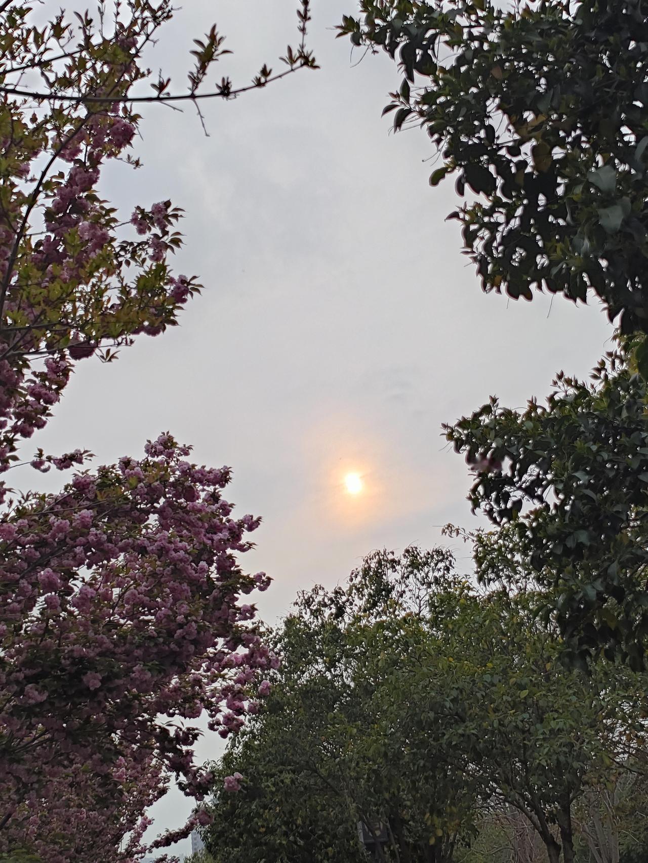 晚春的风裹着花香，夕阳在云间漏出温柔的光。粉樱缀满枝头，新绿漫过肩头，日子在一树