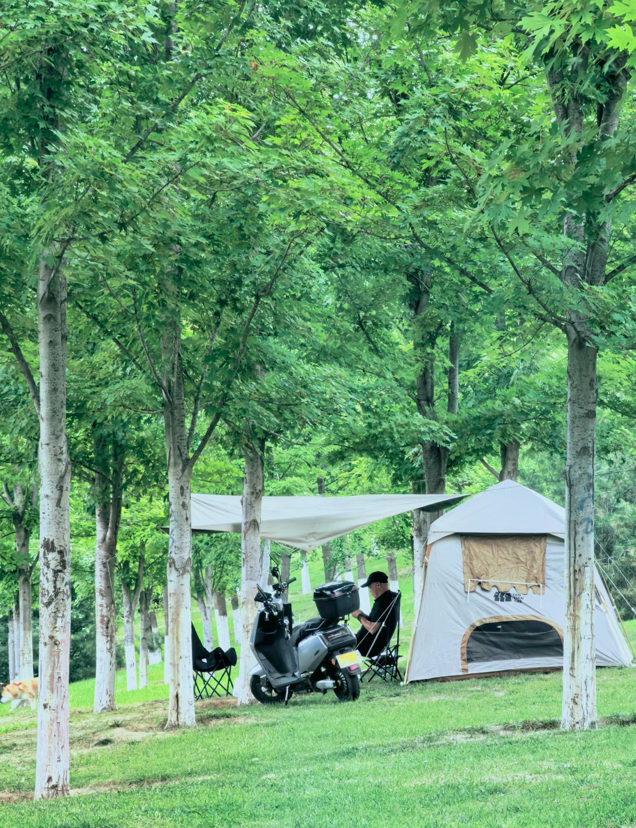 骑着“电驴子”在树林里，搭建个会呼吸的家。
午后，把“电驴”骑进绿色的森林中，树