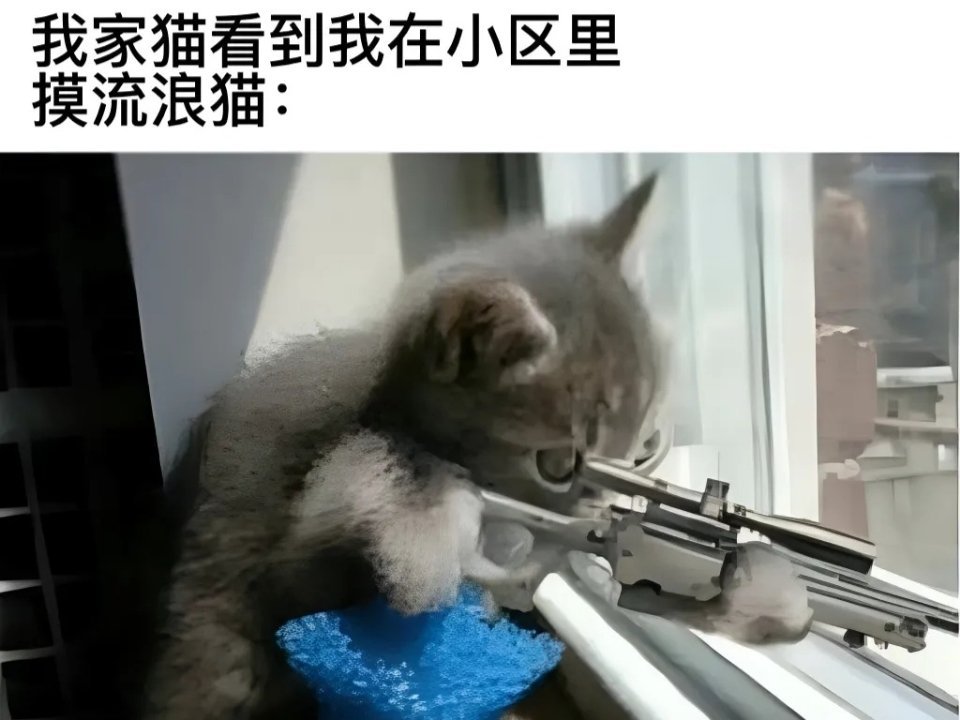 居然敢背叛我 一些猫meme  / 