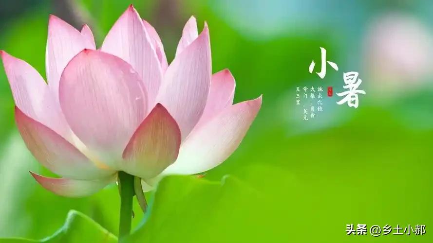 老话：小暑在头热死老牛，小暑在尾伏里大水，今年小暑落在哪？
 
时光走到六月尾声