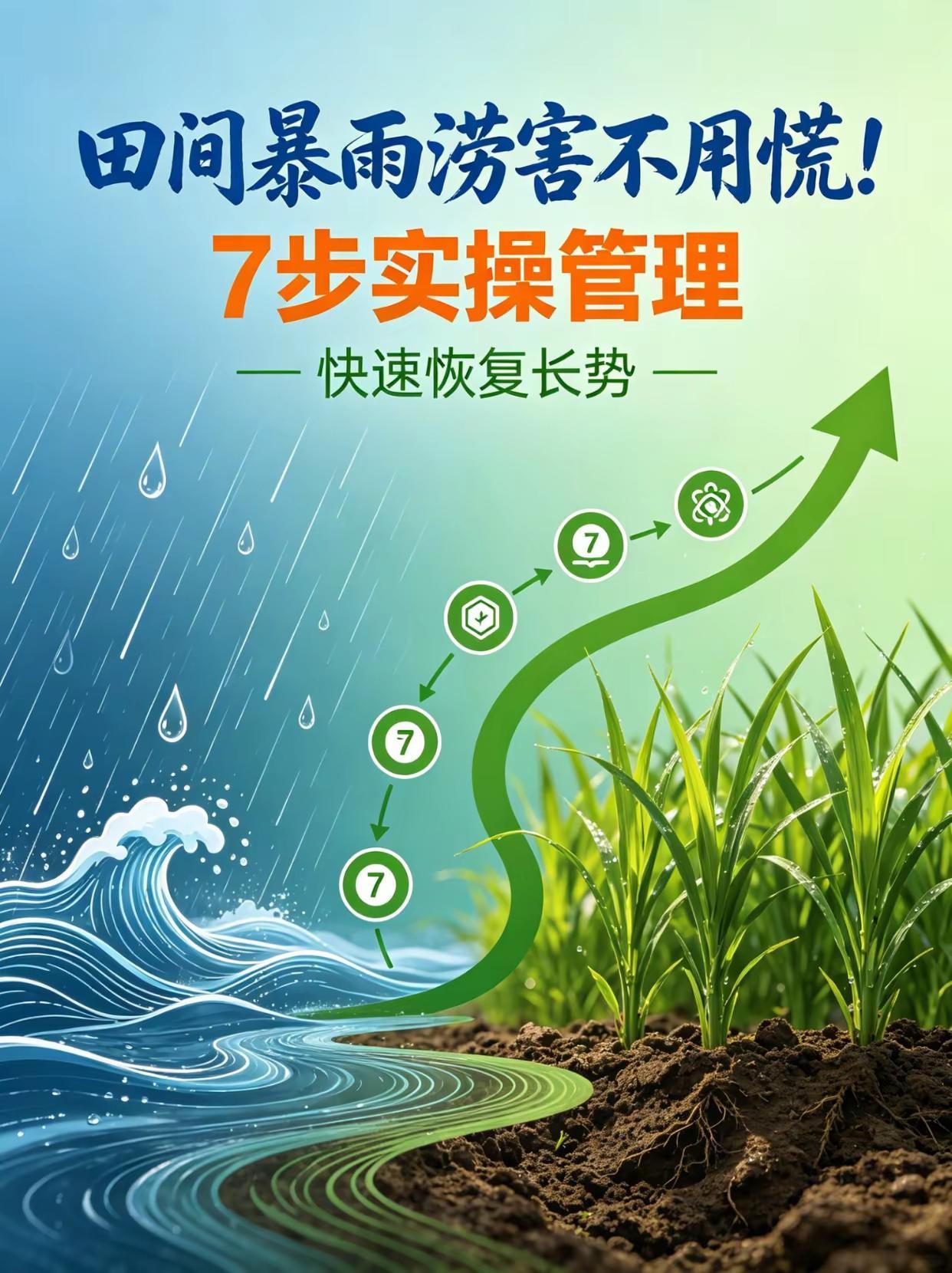 田间暴雨涝害不用慌！7步实操管理。田间 暴雨