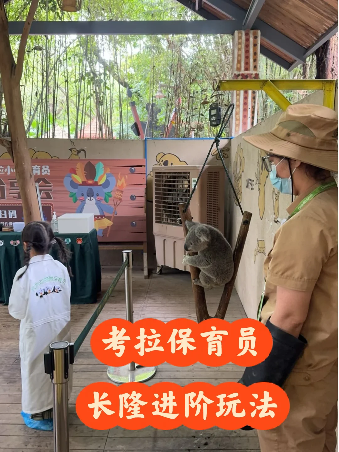 考拉保育员 长隆进阶玩法