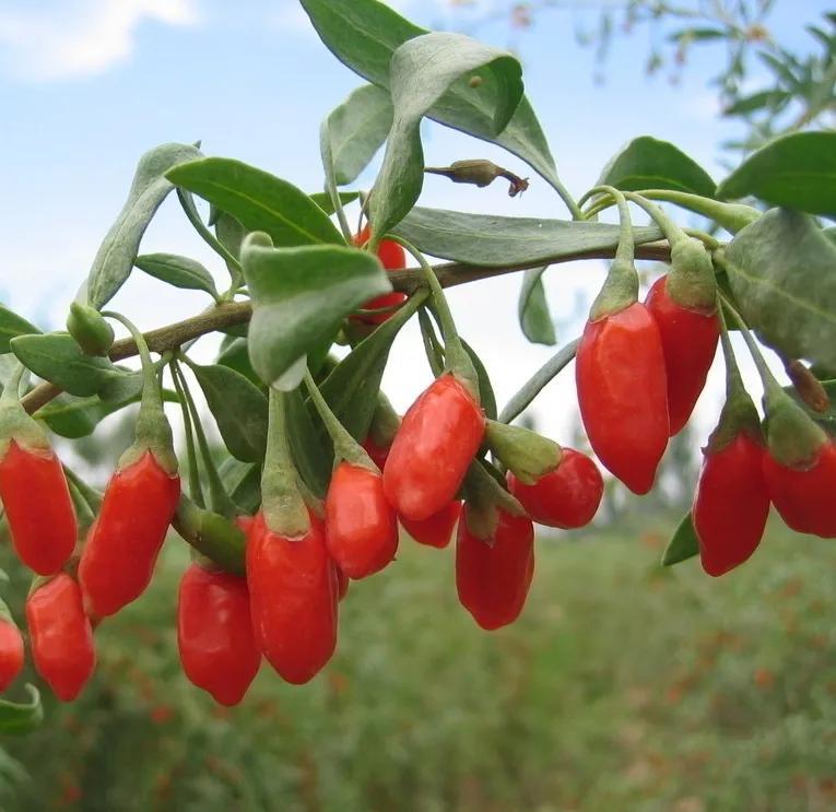 中药故事汇，今天讲枸杞的故事。
 
西汉时期，张骞出使西域，途中遭遇风沙迷路，随