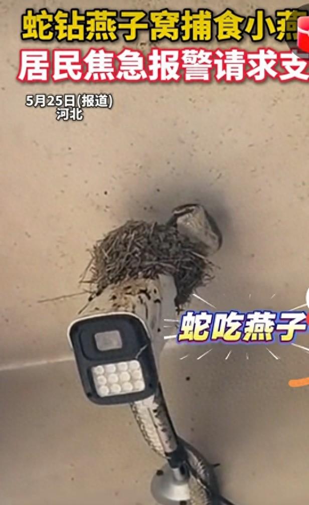 虽然看到小燕子被吃心生同情，但人们还是不能过度责怪大蛇，毕竟这是自然法则。蛇的生