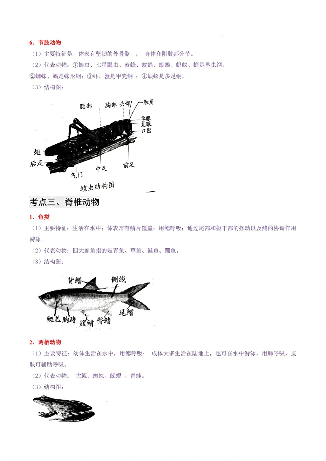 八年级上册生物重点归纳2024最新