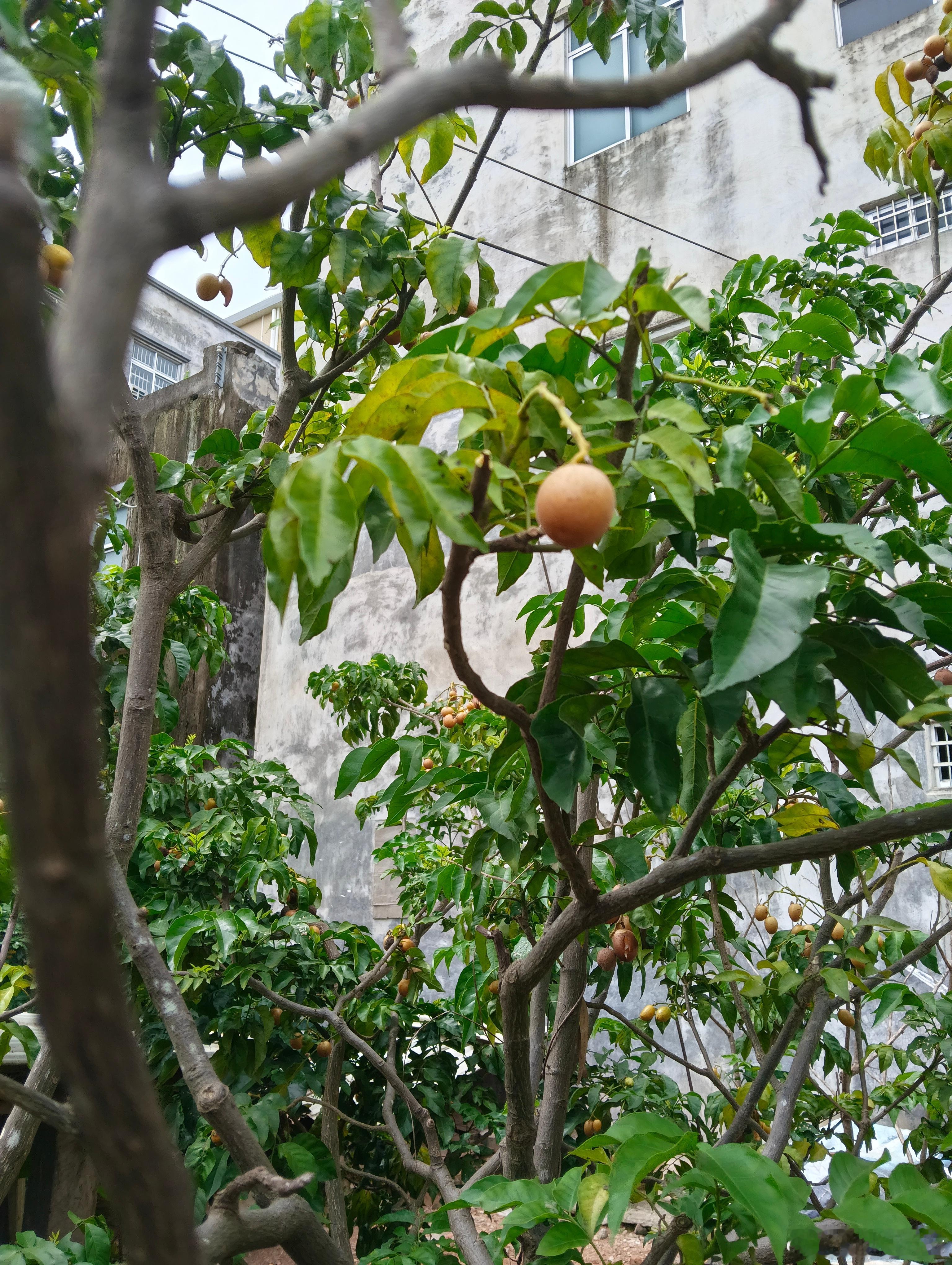 出院回家第三天，新鲜水果现摘现吃哈哈哈哈哈哈