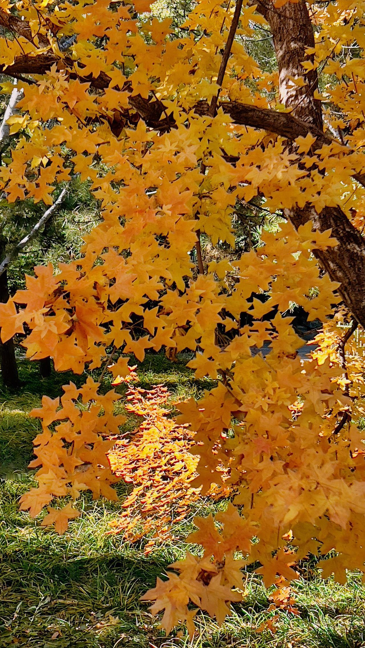 【原创】秋冬季的风景：金黄的树叶飘舞，像画一样精致，在这里感受大自然的温暖与美好