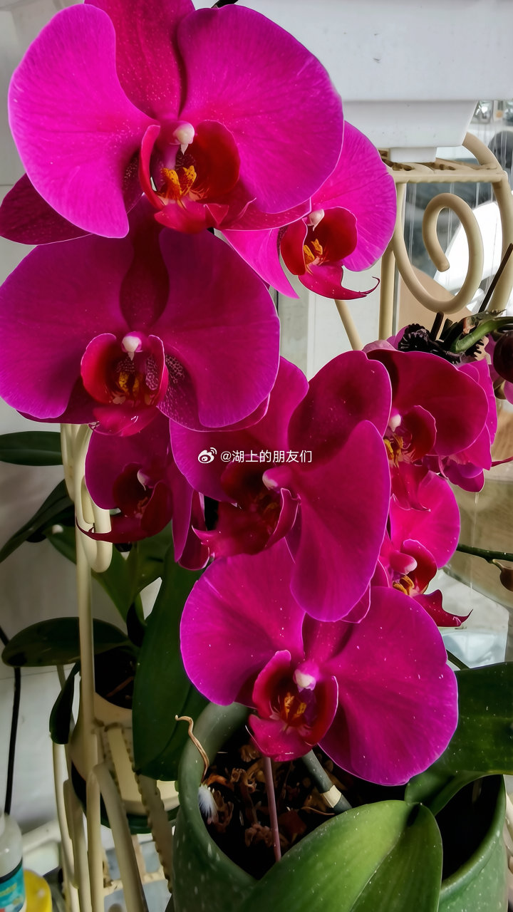 每天分享一个养眼花卉。随拍，我们店里的一盆蝴蝶兰。这种品种颜色的蝴蝶兰，我们家两