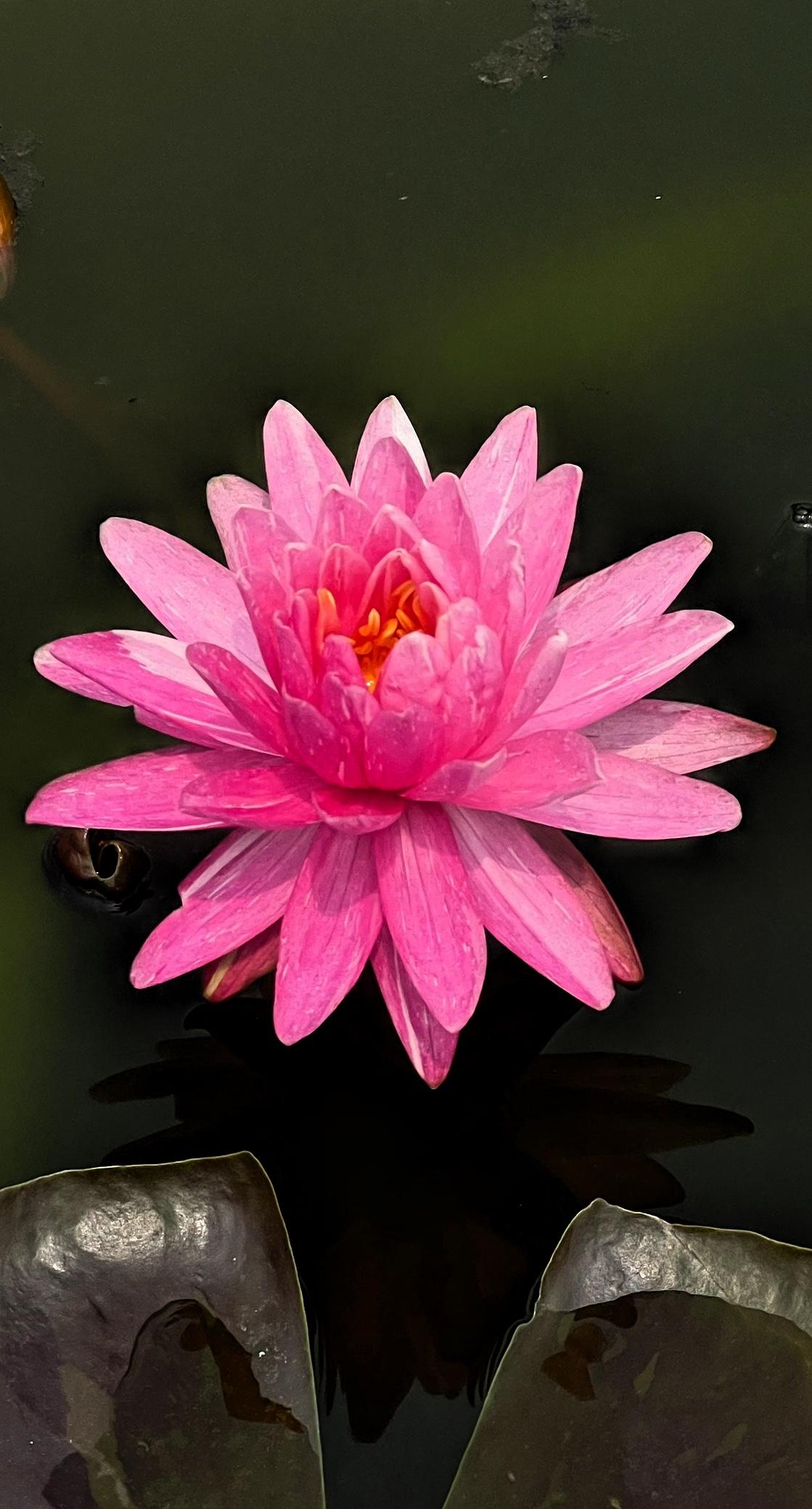 【原创】粉嫩的睡莲花，静静绽放在池塘中央，宛如一幅静谧的画卷、娇美耀眼、靓丽迷人