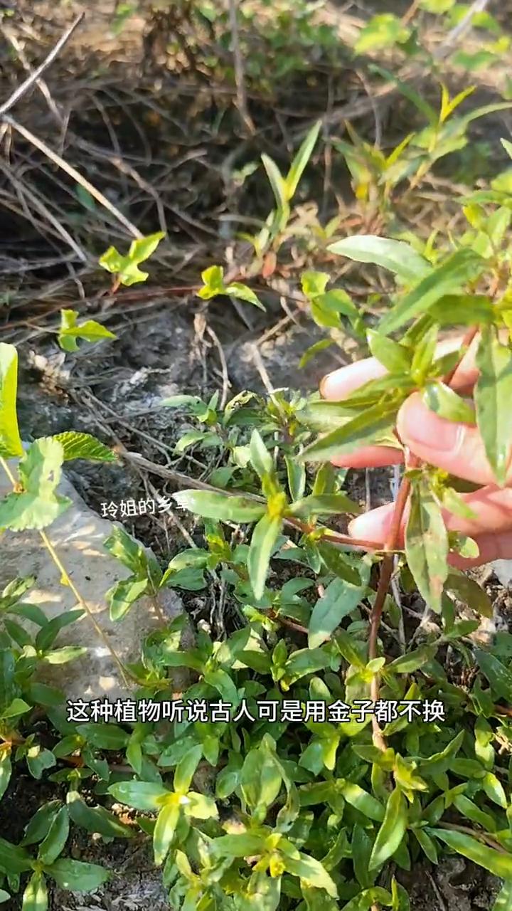 玲姐的乡草。
这种植物听说古人可是用金子都不换，它就是墨旱莲，一种天然的染发草。