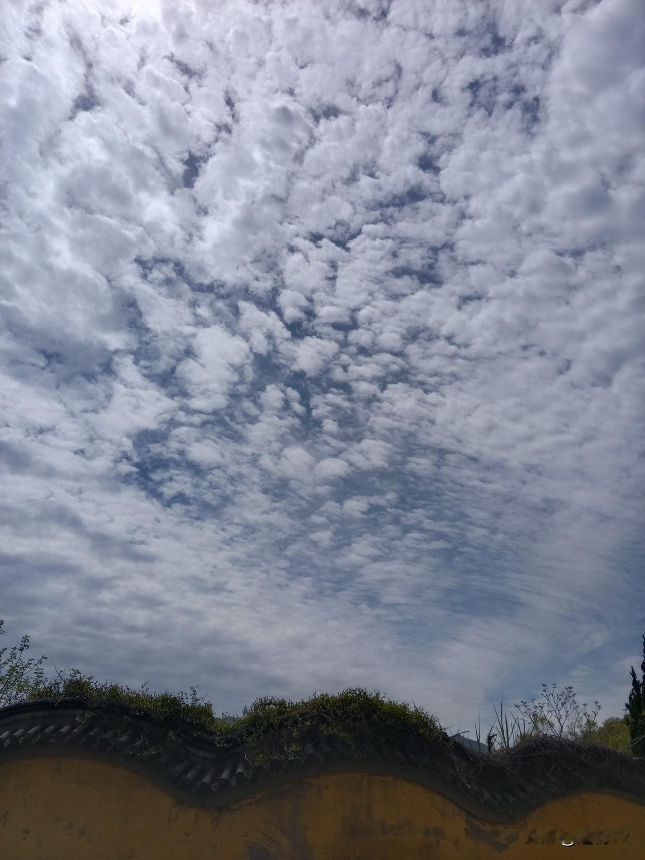 今日我突然兴起考据的兴致，我认为应将假冒伪归为一类，劣则需单独划分出来，这才是重