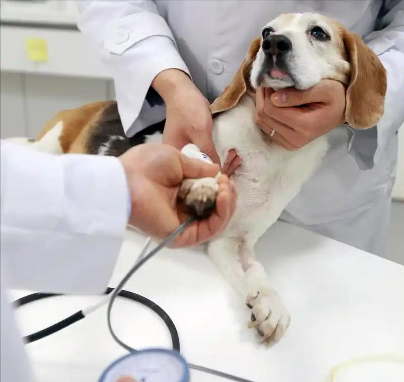 315曝宠物行业黑幕，高端粮含致癌物，家里养宠物的要当心

当前宠物经济蓬勃发展