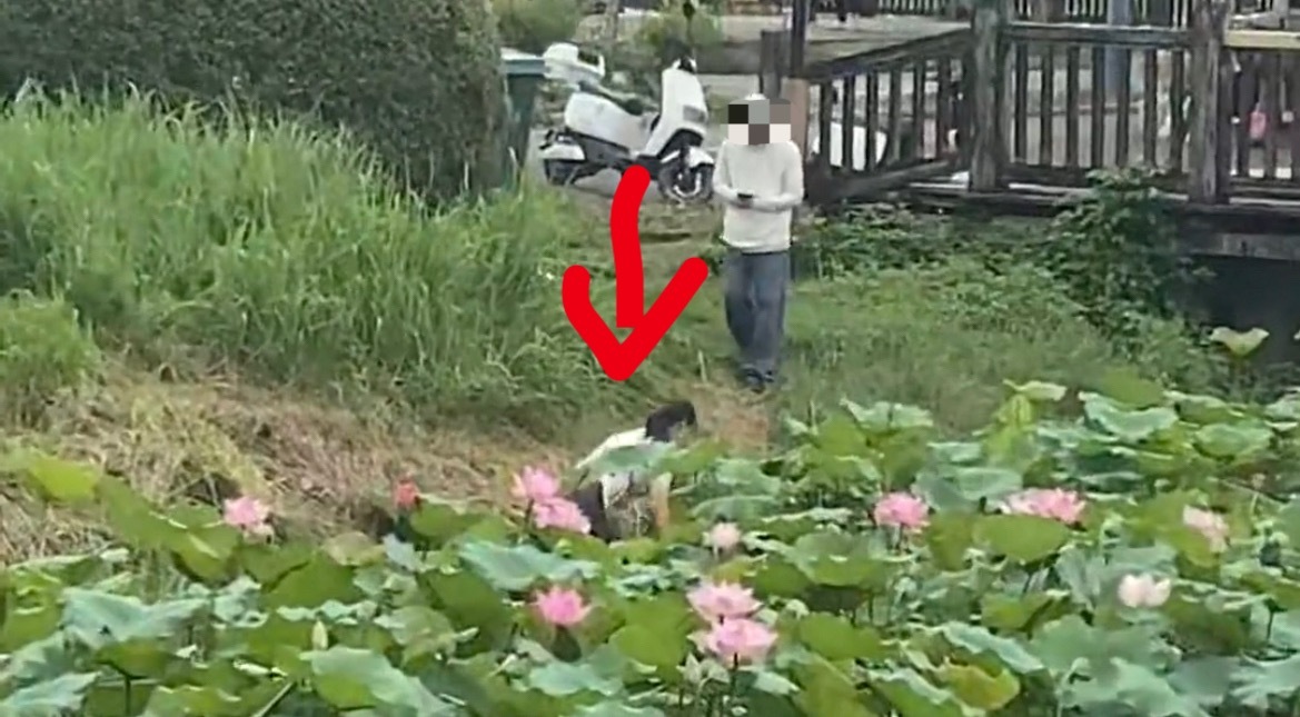 【玉林五彩田园女子疑拍掉进荷花池里】6月10日，玉林市五彩田里一荷花池旁边疑似女