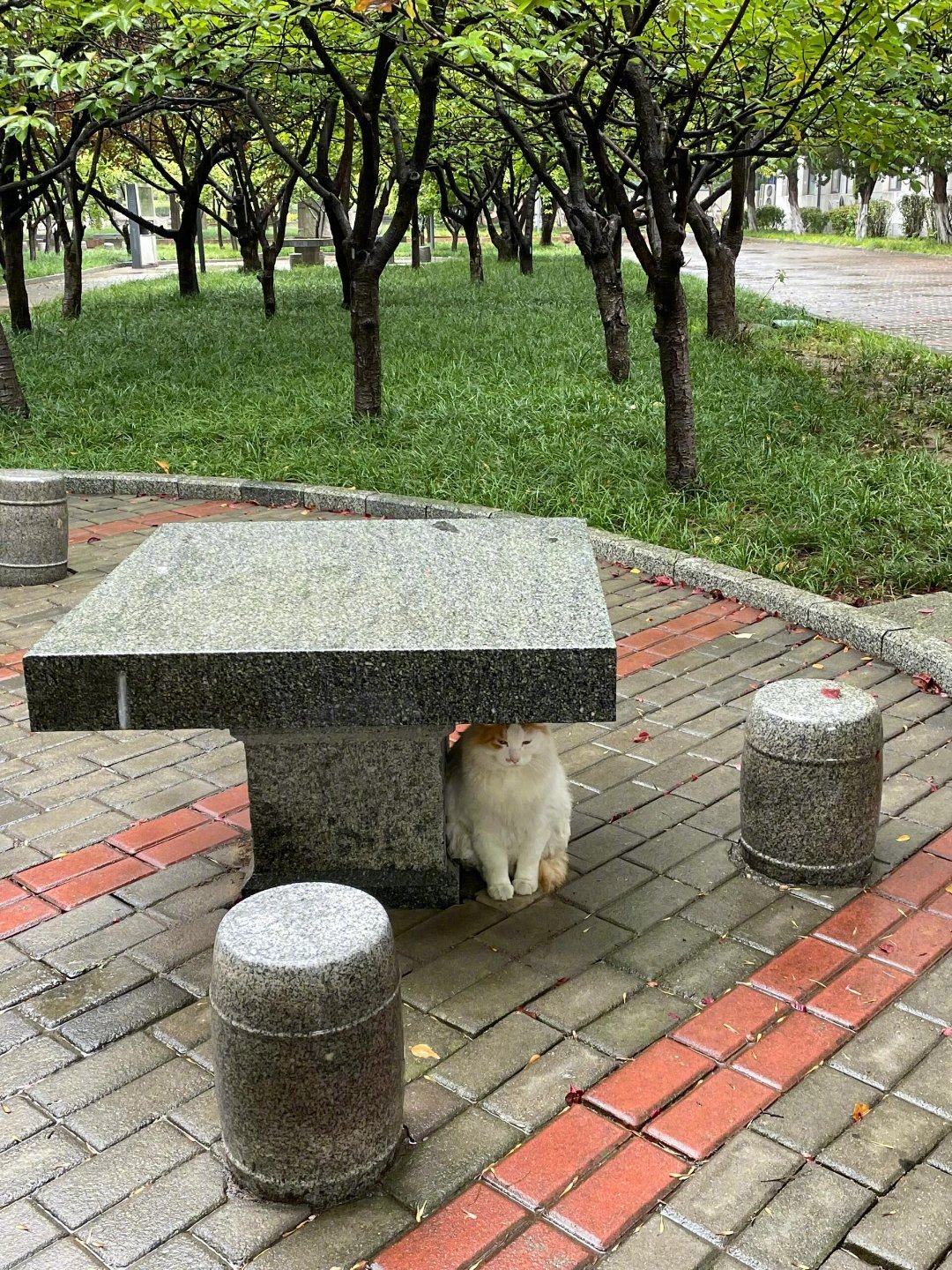 猫猫哪里知道是在下雨🌧 ​​​