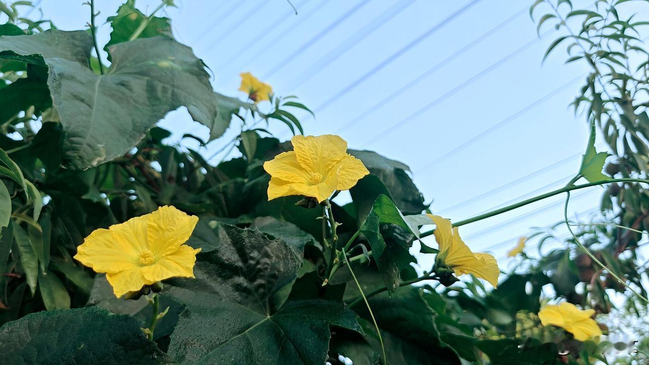 丝瓜花擎着五瓣金黄，像吹响晨曦的小喇叭，不娇不媚，却有着阳光淬炼出的本色。最动人