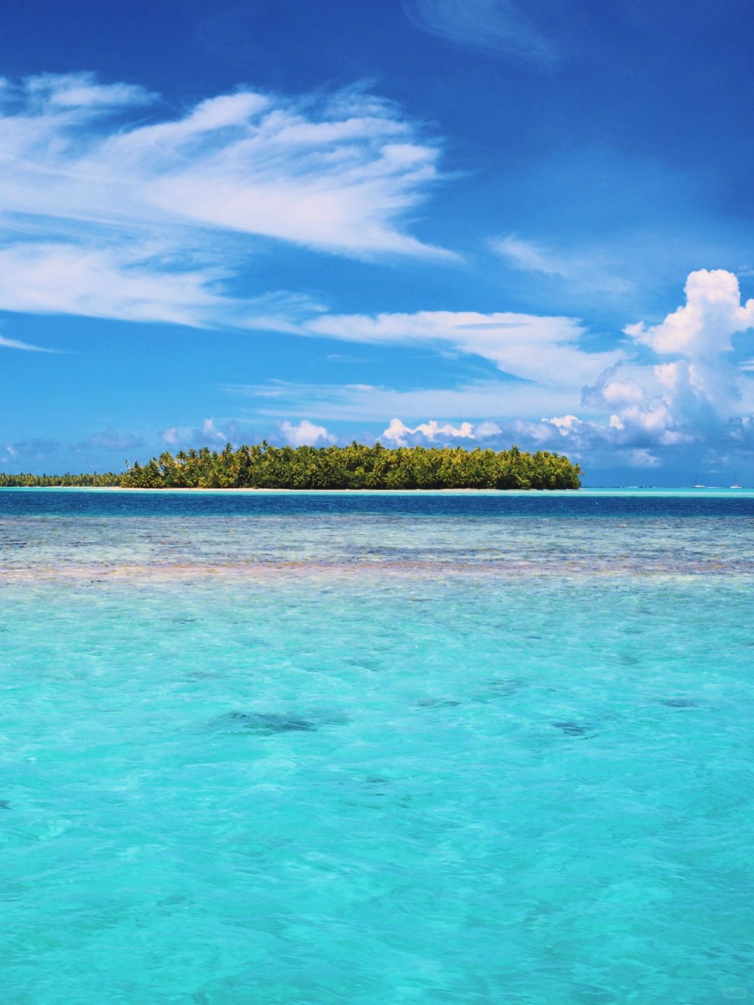 我还在奋斗的原因：大溪地白兰度🏝