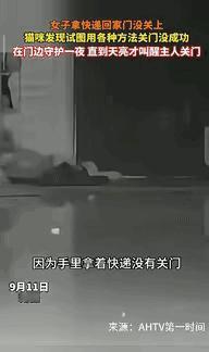 “真成精了？”新疆一女子深夜拿快递回家后，忘了关门，猫咪看到后，尝试了各种办法关