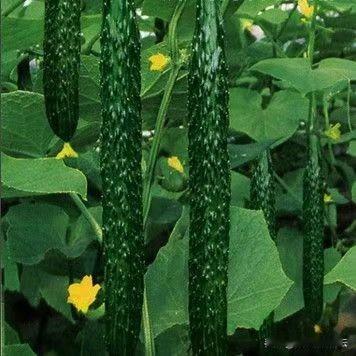 腊月初二，今天还是零下20度，晚上包饺子。还是黄瓜、虾仁、木耳、鸡蛋做馅。
​黄