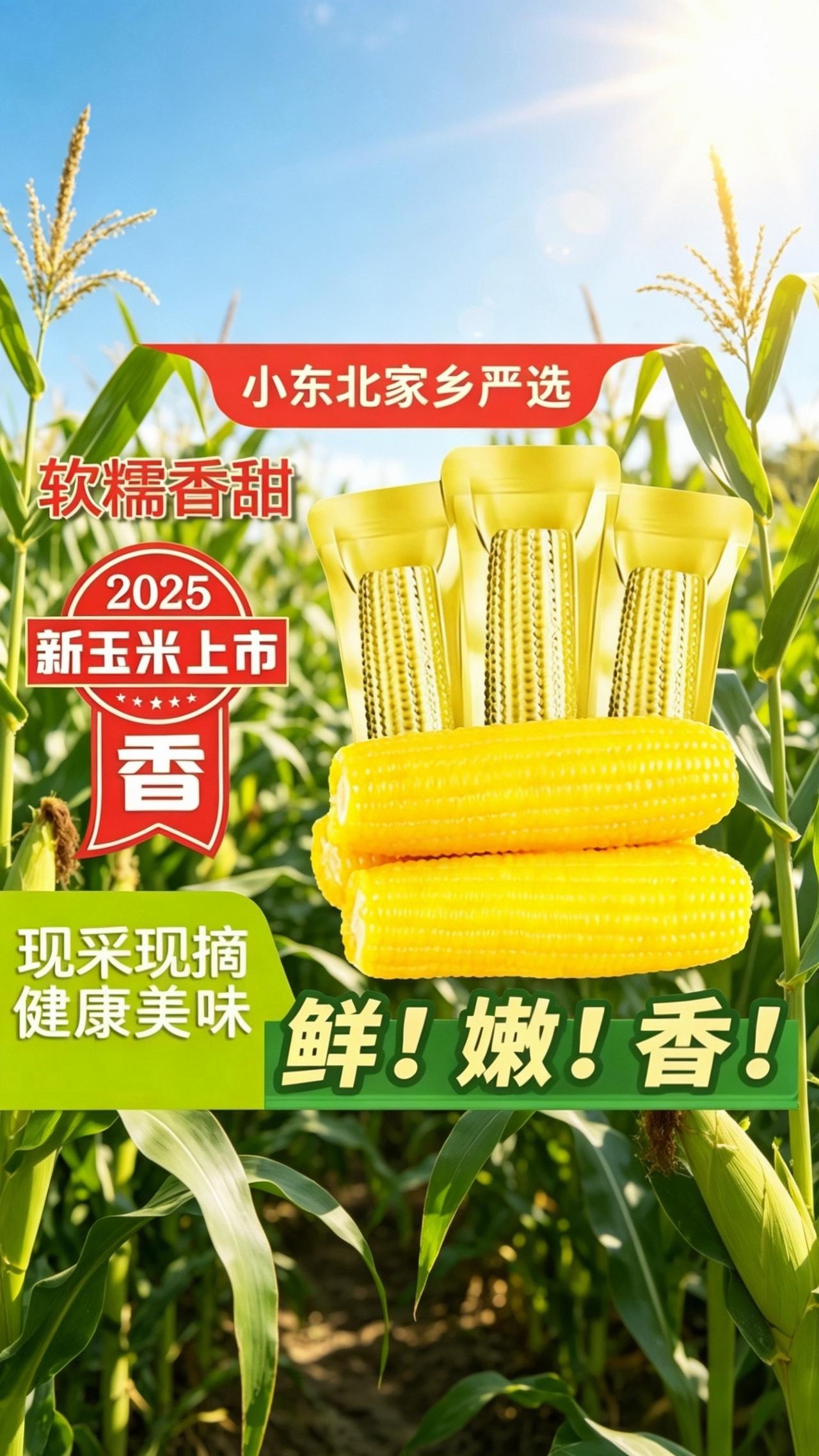 东北玉米玉米 香香糯糯的玉米 东北粘糯玉米
