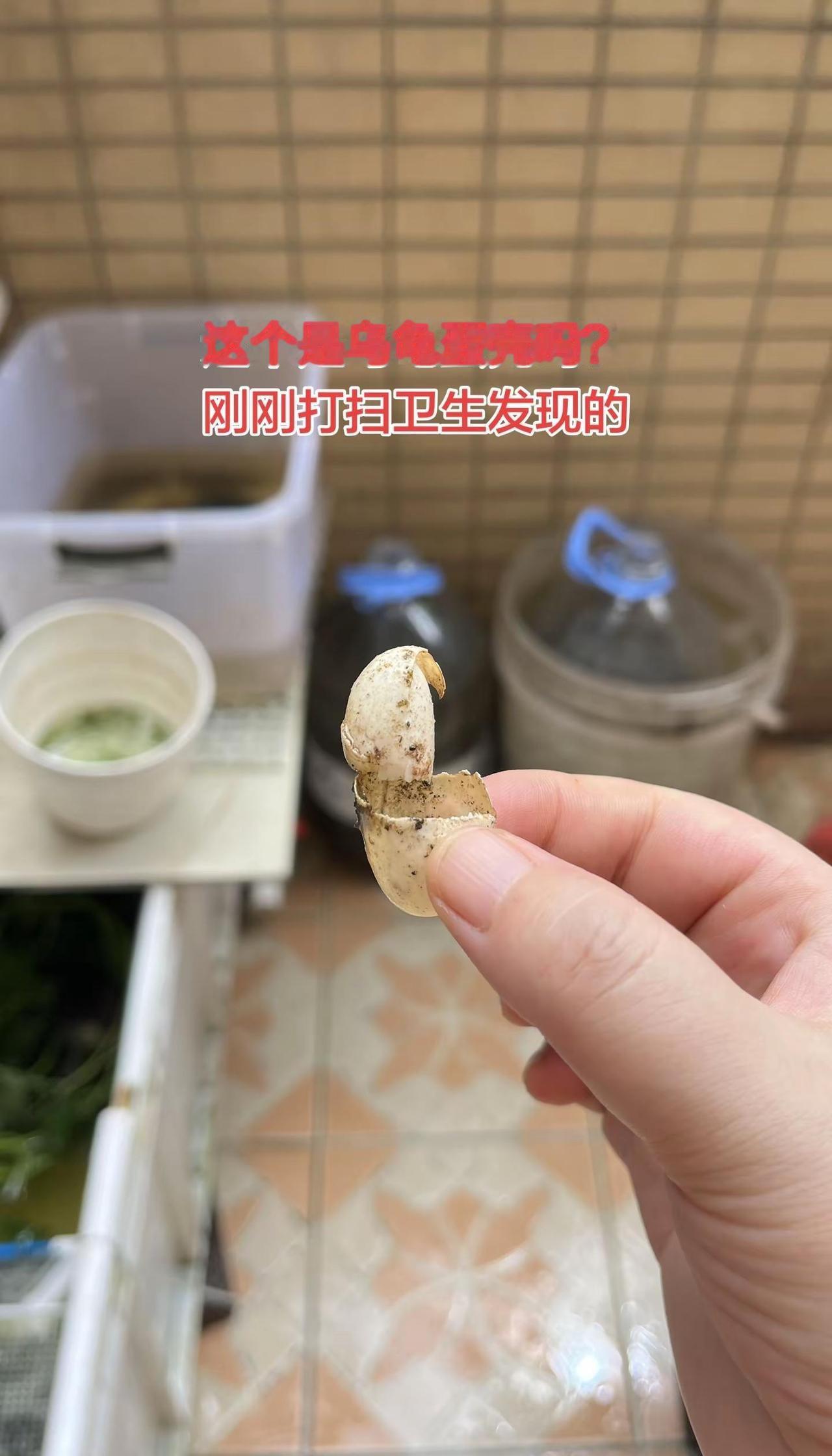 各位大佬，这个是乌龟蛋壳吗？我的乌龟下蛋了？？？可惜只剩蛋壳了🥹🥹🥹也不知