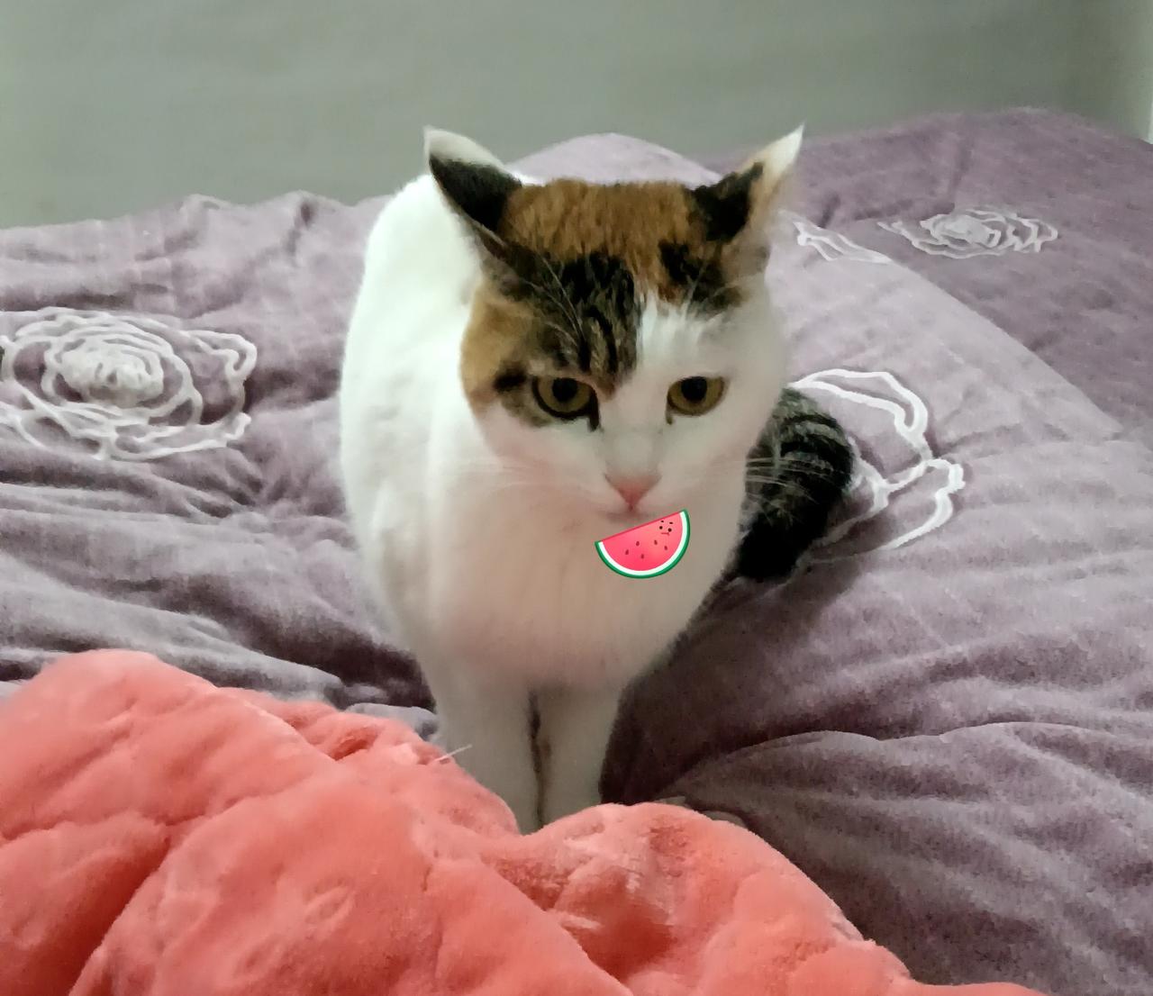 谁说三花猫都是姑娘？
我家逆子打破刻板印象[害羞]
 
养了三年的三花猫，今天才