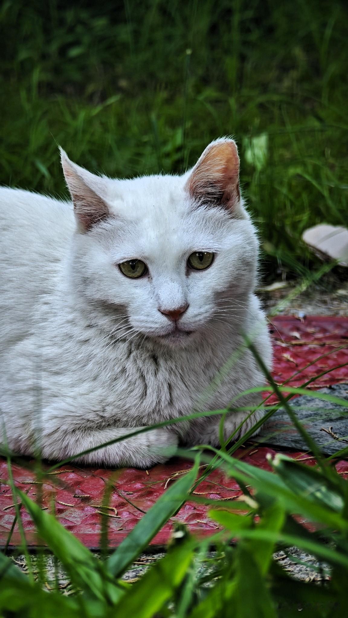 2026.5.28 去景山公园邂逅几只可爱漂亮的猫猫。我于是拿出随身携带的猫粮试