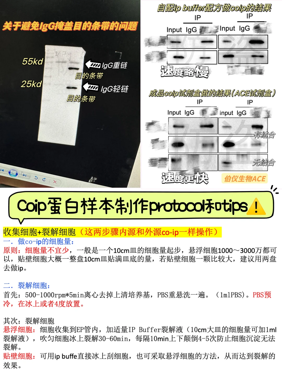 coip如何有效避免IgG条带过浓的问题？🥸‼️