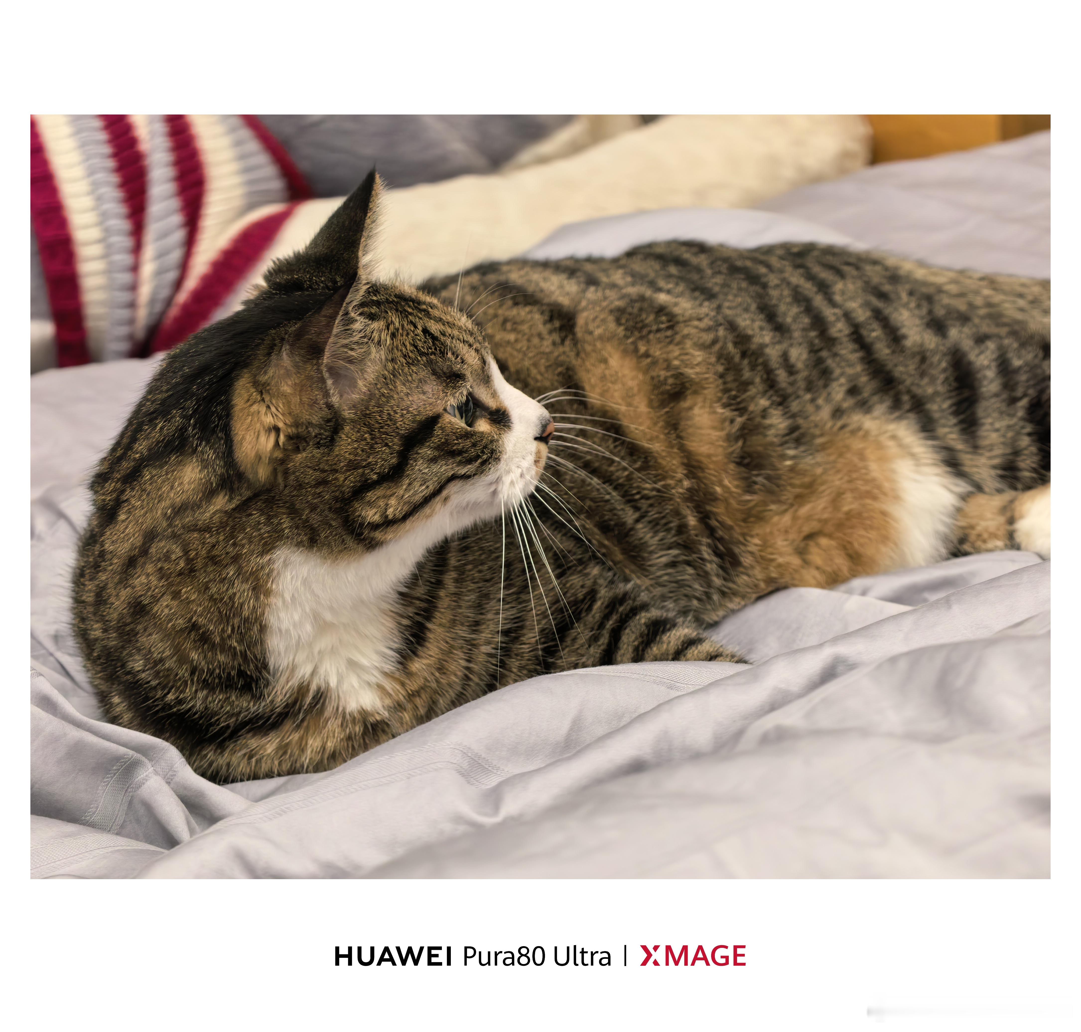 喵悟空已经在床上躺好了，晚安