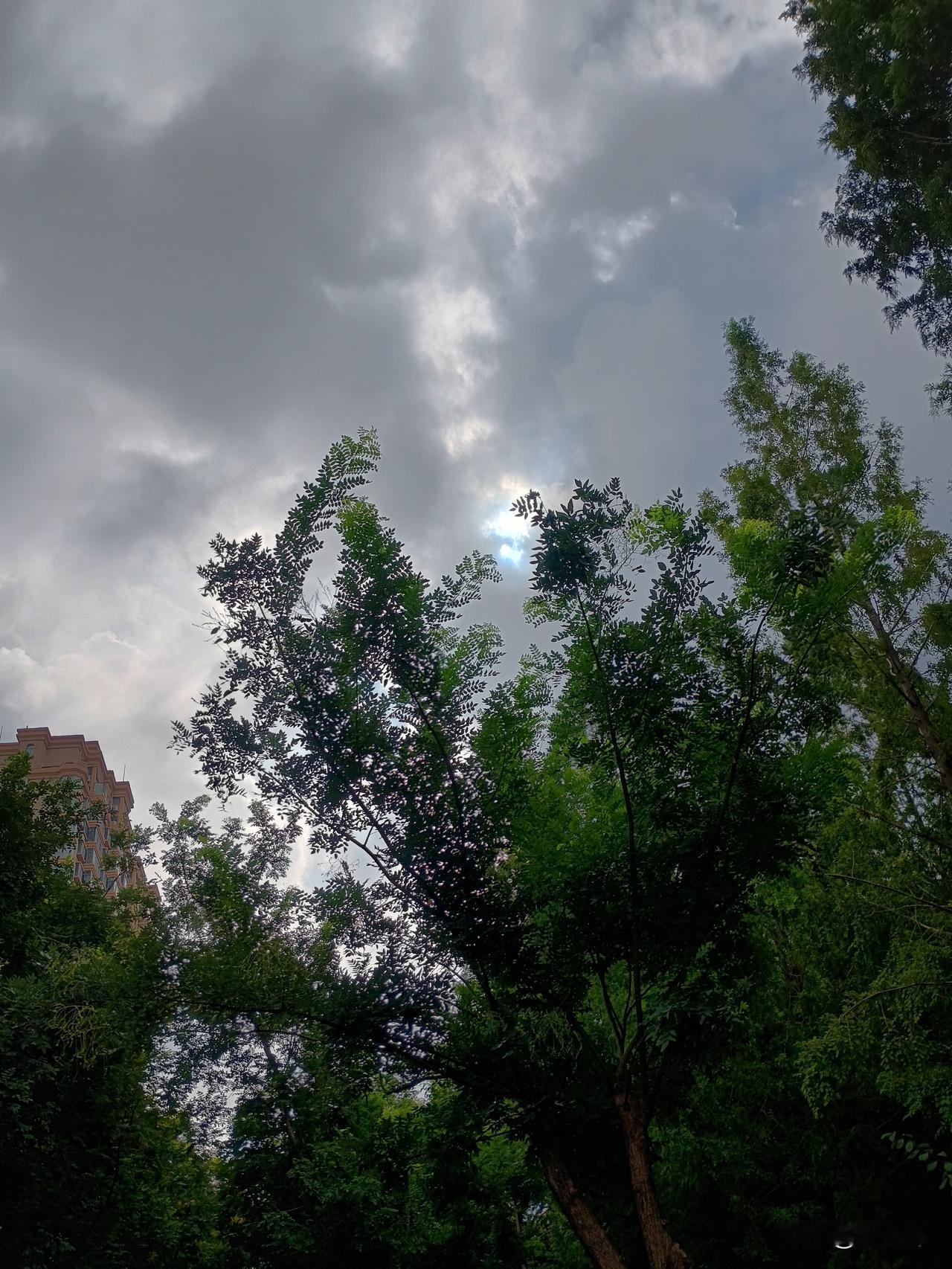 七绝/丙午处暑吟
清风欲展卷帘吟，
浅照黄花处暑霖。
丙午蜂飞双蝶舞，
雨意懵懂
