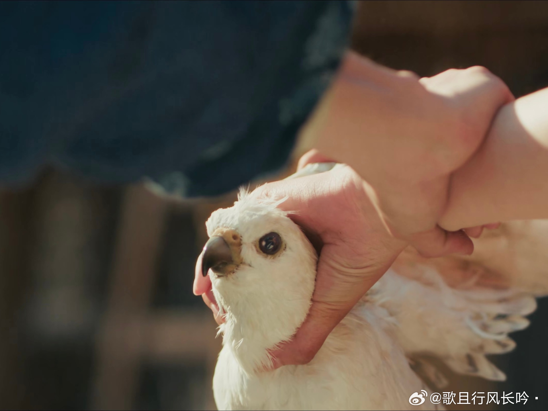 谢征养的这只笨鸟实在太可爱了。。每次出现我都会被萌到逐玉