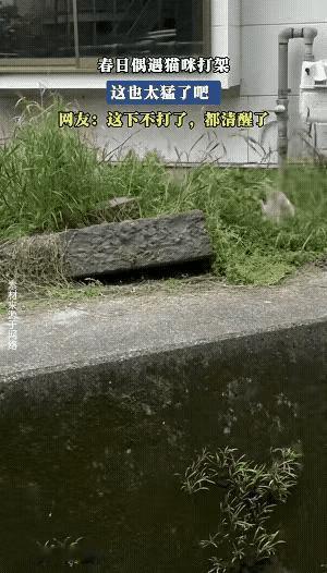 动物打架急眼了也是不计后果的呀！