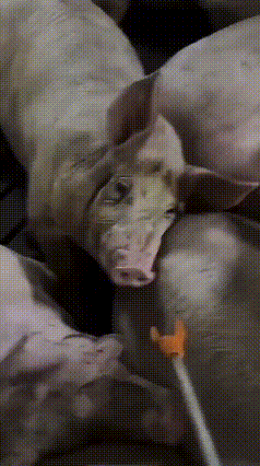 这算什么？
美梦成真？
心想事成？
关键你吓我一跳，
然后又用眼神给糖吃？！
[