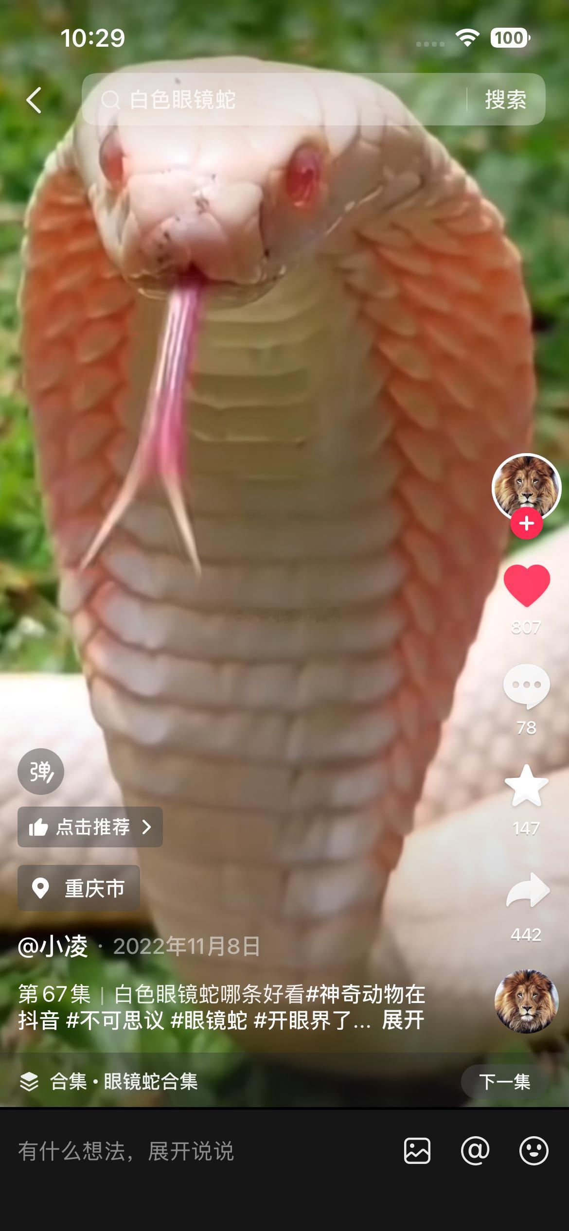 跟巨人一样大，巨高的一条眼镜王蛇