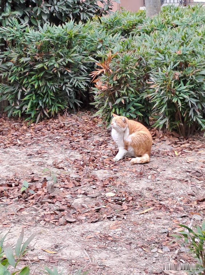遇到的冬日小动物一个挠痒痒的猫咪