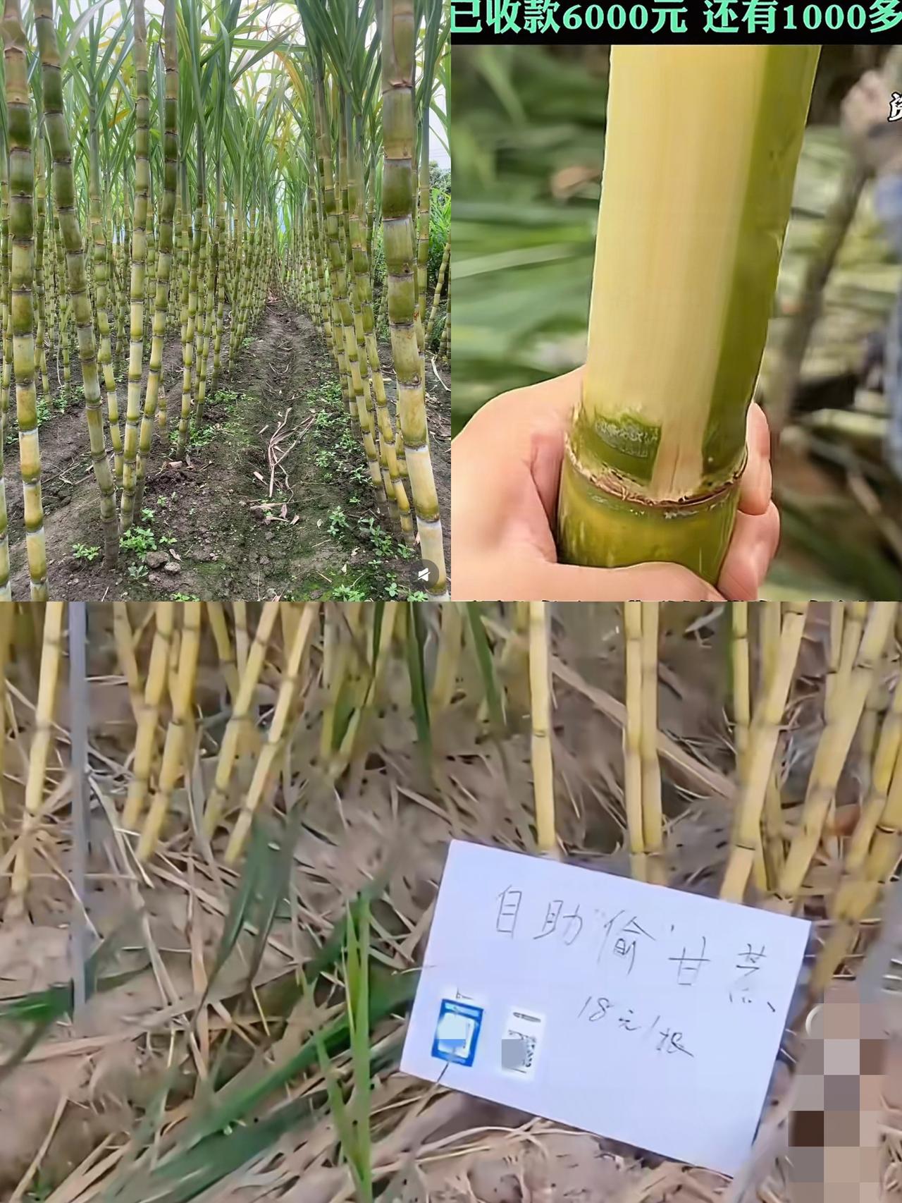 这到底是谁想出来的办法啊！浙江一网红甘蔗地，因随便“偷甘蔗”而走红，二维码就放在