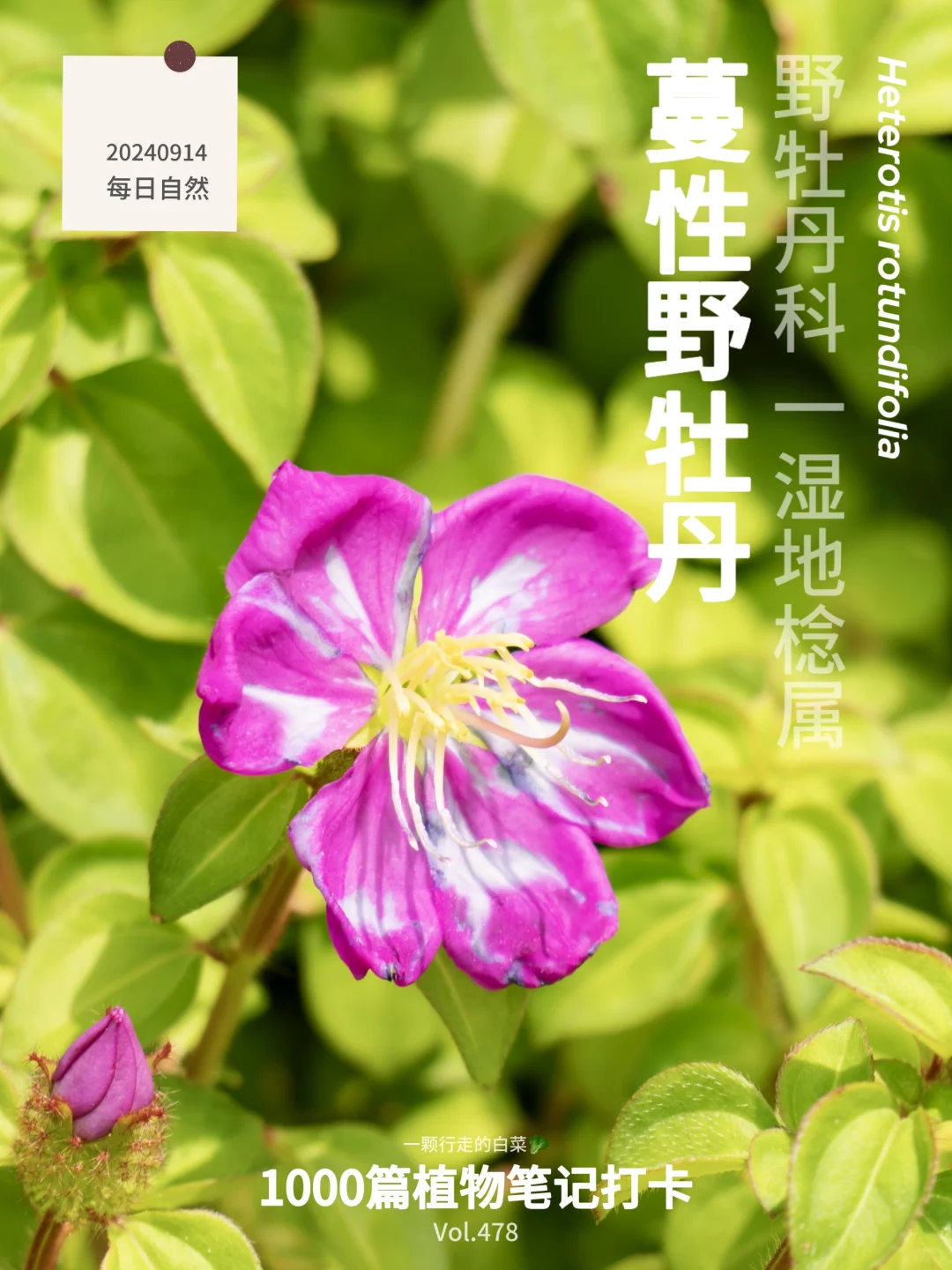 植物笔记478｜给大地编织地毯的蔓性野牡丹