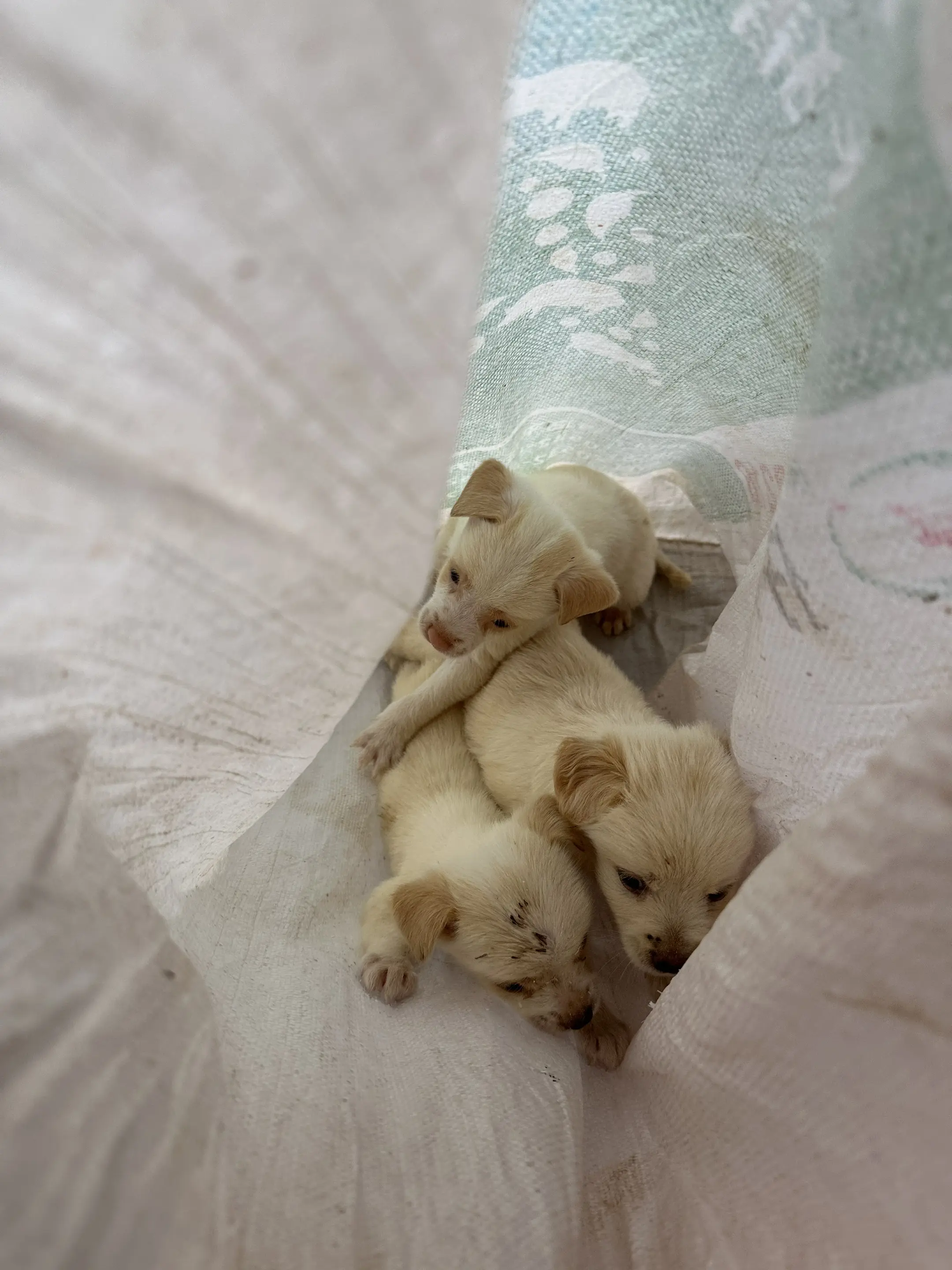 理发店又被丢了一袋的狗可咋整啊？