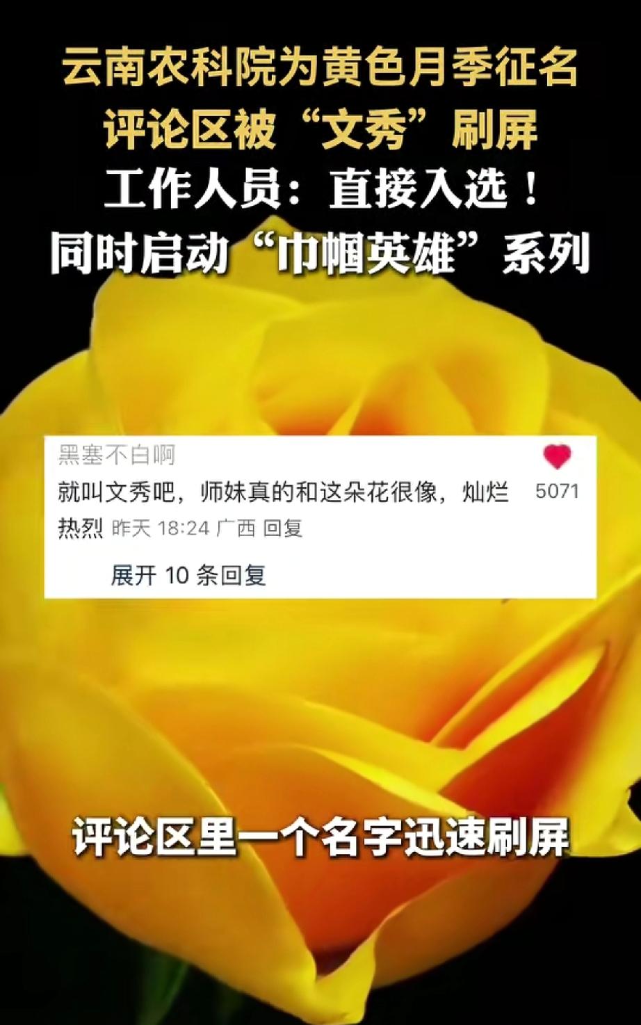 云南农科院为黄色月季征名
评论区竟被“文秀”刷屏
工作人员当即宣布，“文秀”直接