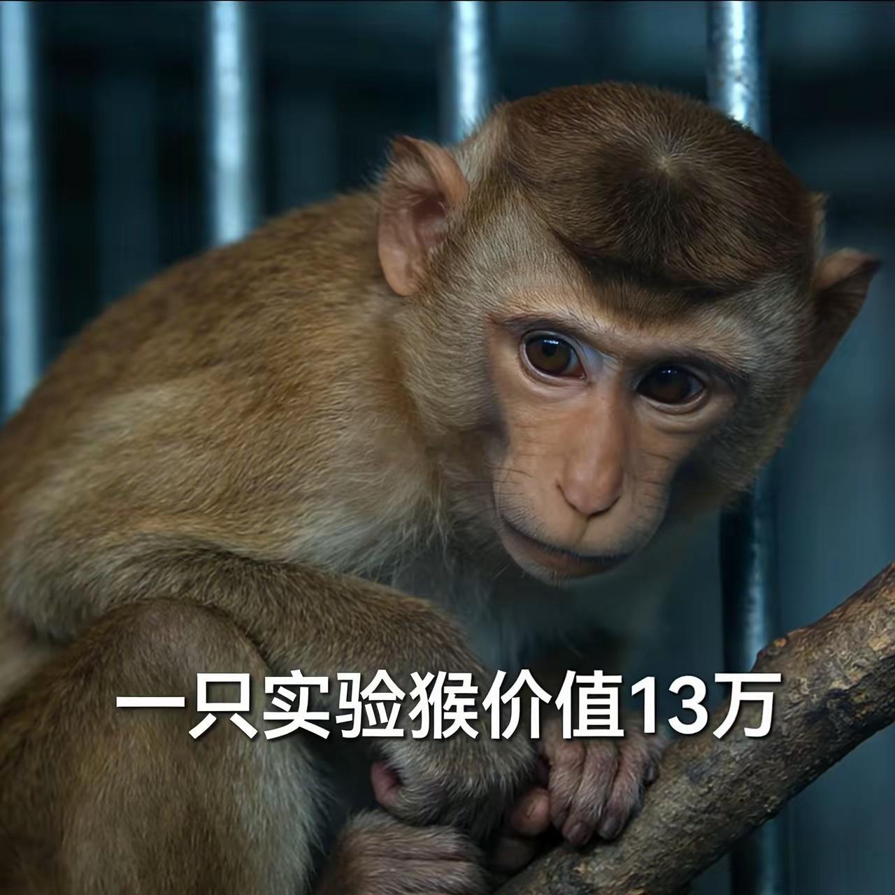 没想到实验猴这么值钱，普通人可以养猴吗？一只实验猴卖13万！明年订单都满了，CR