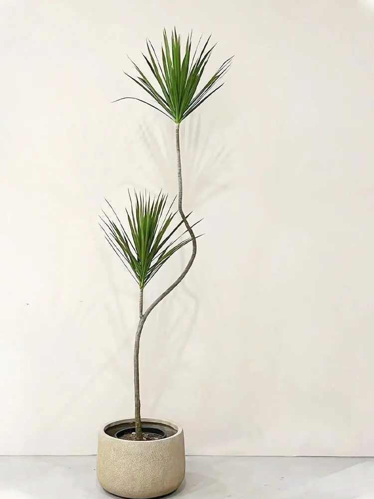 简约漂枝造型青叶千年木-超级老桩🌳