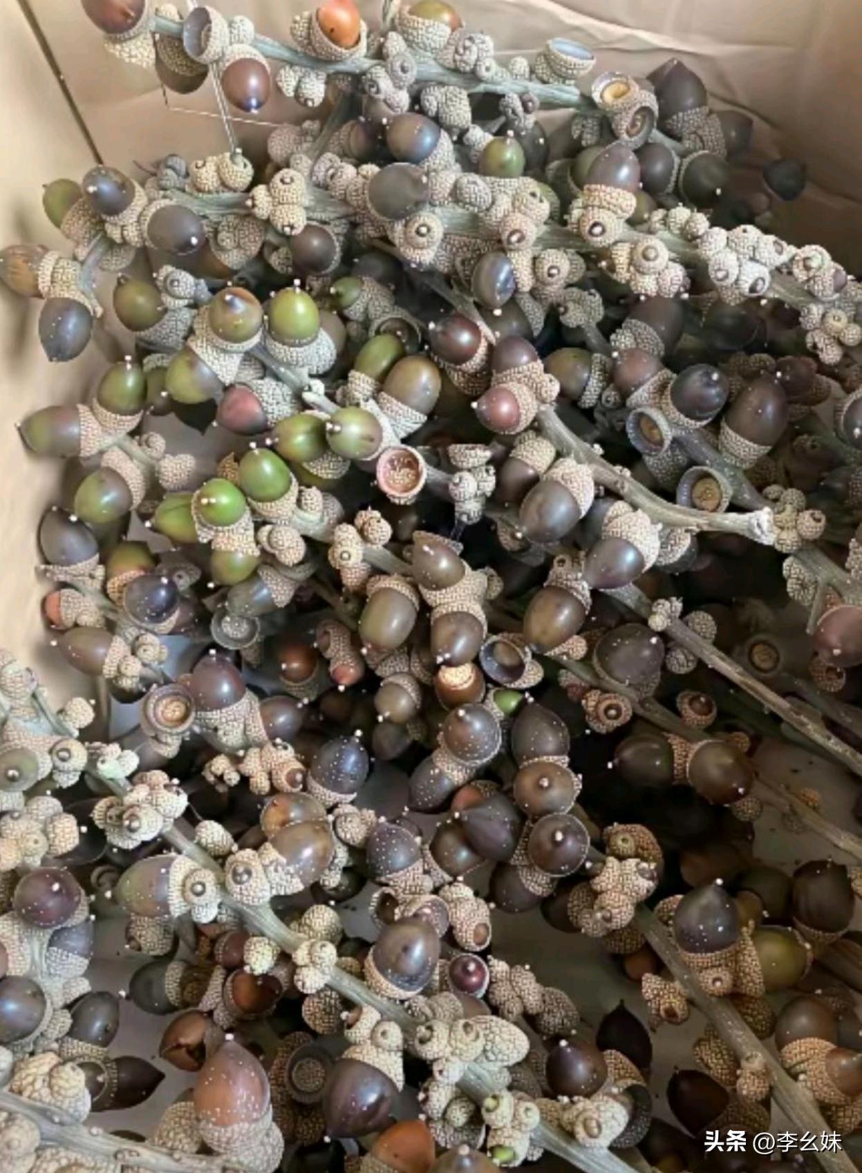 这是果子，还是种子呀？