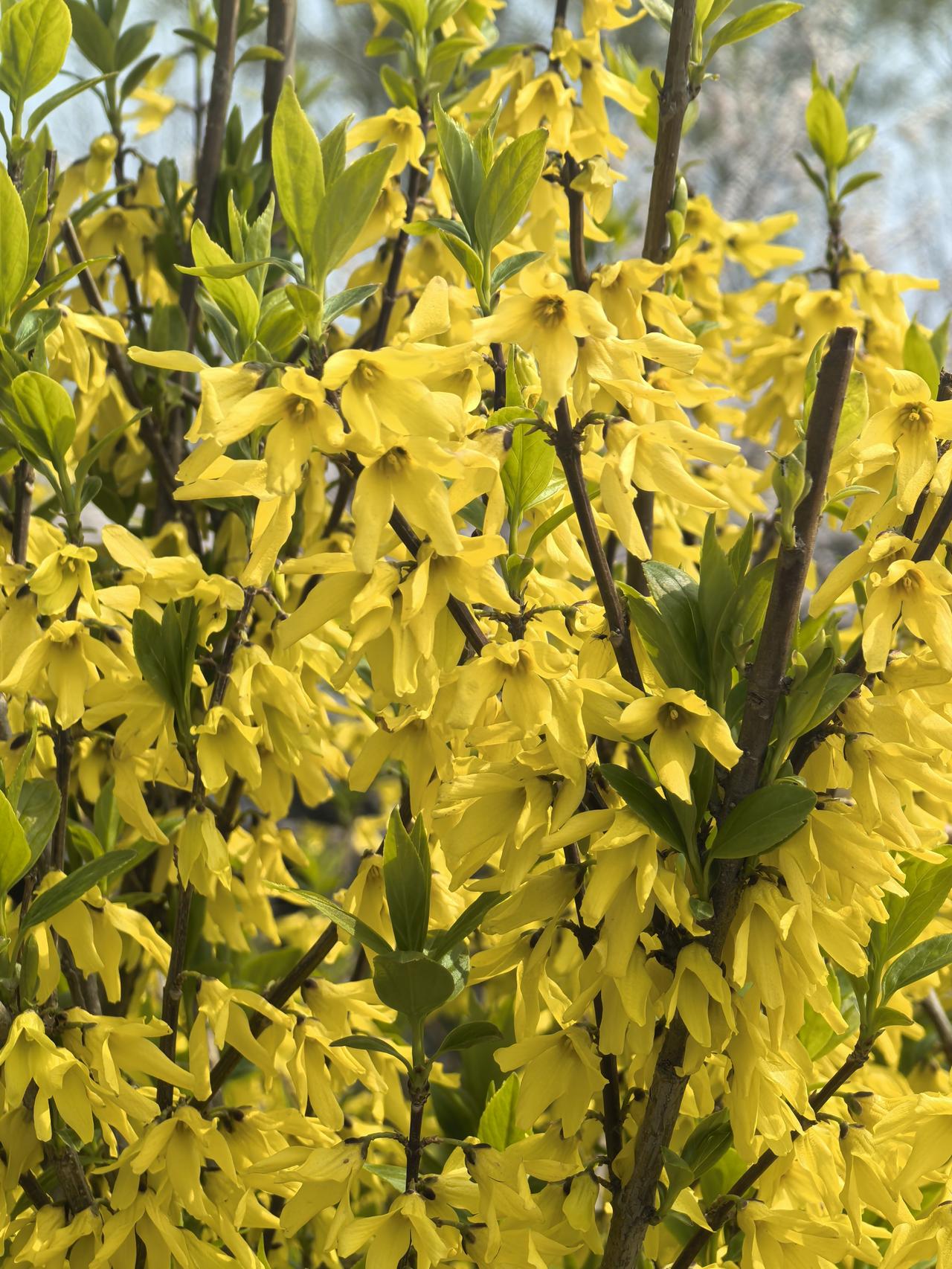 一个光干活不收钱的公司，到底是债权难收，还是收入造假，应收账款比近两年的收入还多