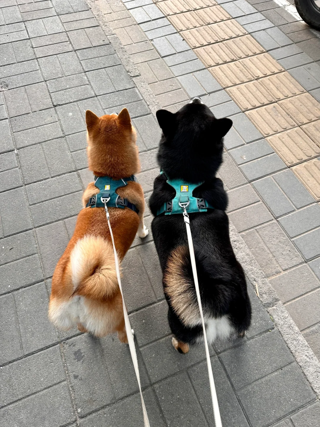 肥美小狗