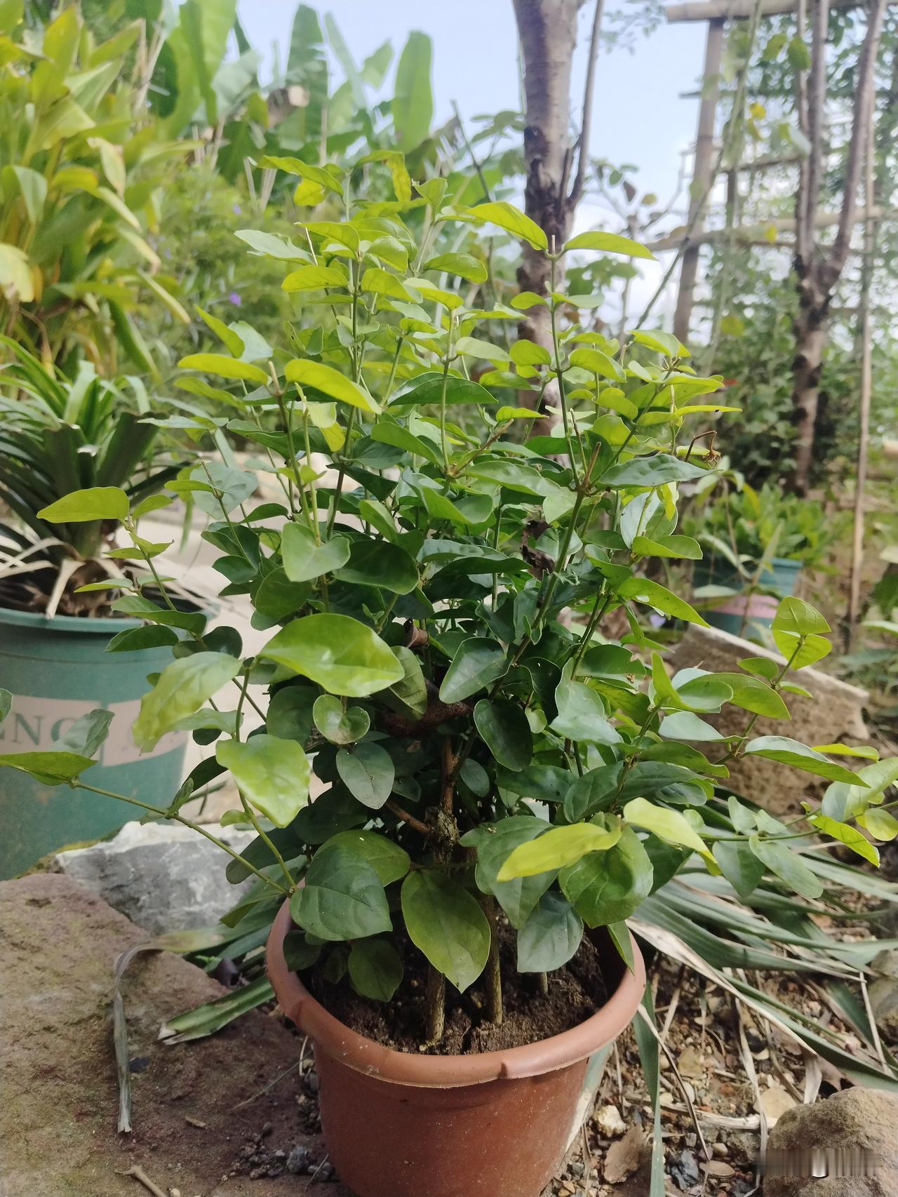 在农场花园待着，才发现一盆绿植就能让人心里瞬间安静！

这盆茉莉，叶片绿油油的，