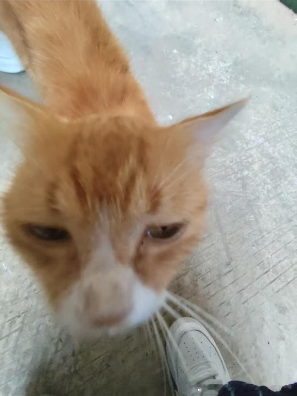 49869【丑猫】 