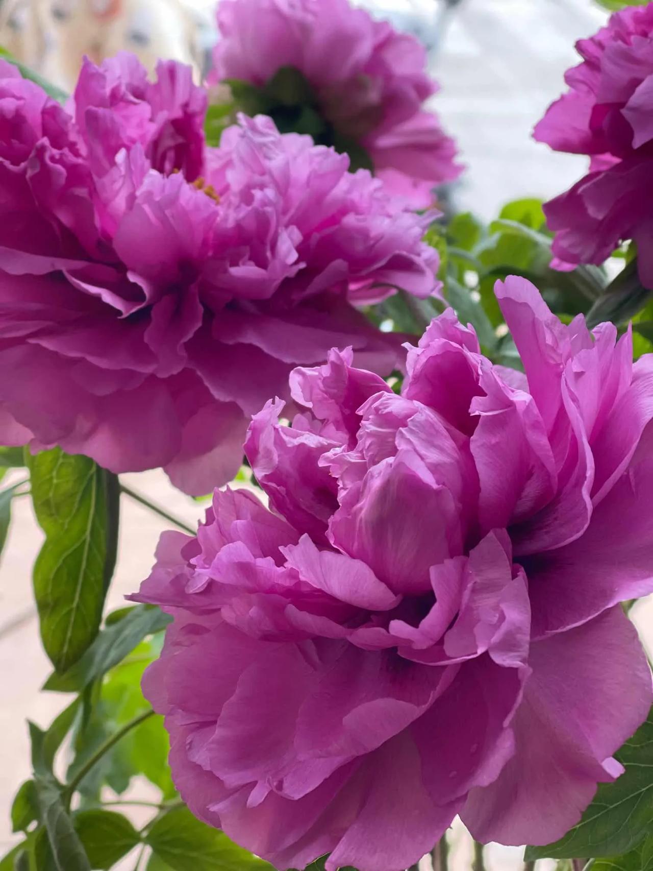 春天到了，粉嫩欲滴的牡丹花简直是大自然的馈赠！就像施甸万兴乡春润农庄里那30余亩