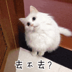 男子闲鱼挂萝卜纸巾猫训练服务 这个萝卜纸巾猫的视频太上头，小猫认真训练的样子萌到