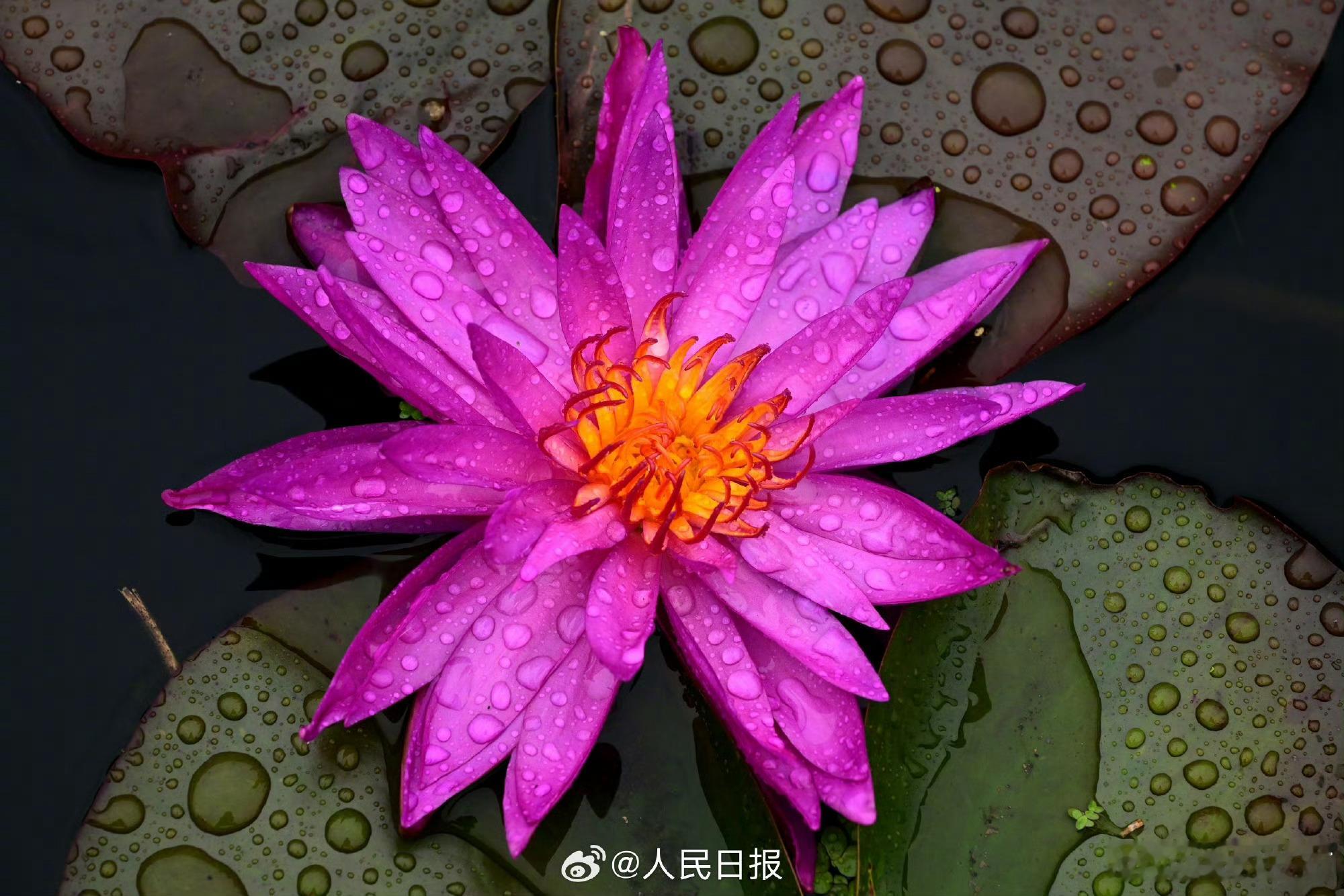 【好运“莲莲”！睡莲雨中绽放太治愈了】4月29日，浙江金华，睡莲在雨中竞相绽放，
